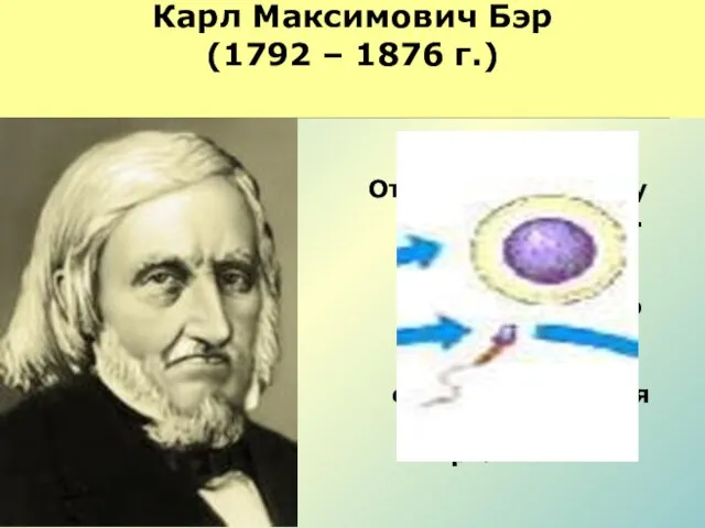 Карл Максимович Бэр (1792 – 1876 г.) 1827 год Открыл яйцеклетку млекопитающих.