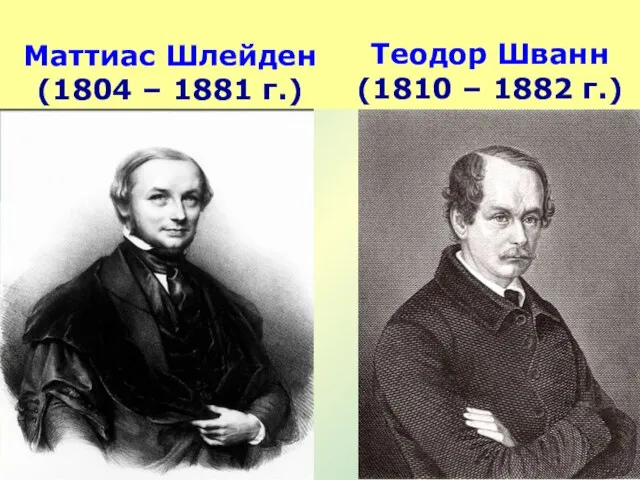 Маттиас Шлейден (1804 – 1881 г.) Теодор Шванн (1810 – 1882 г.)