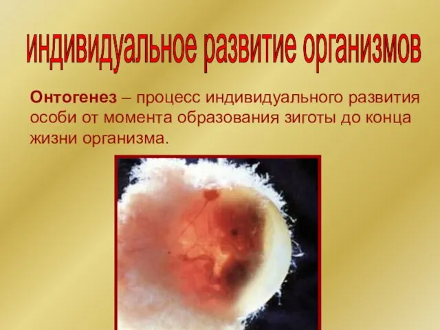 индивидуальное развитие организмов Онтогенез – процесс индивидуального развития особи от момента образования