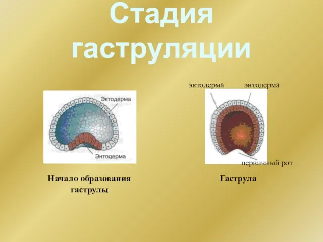 Стадия гаструляции Начало образования гаструлы Гаструла эктодерма энтодерма первичный рот