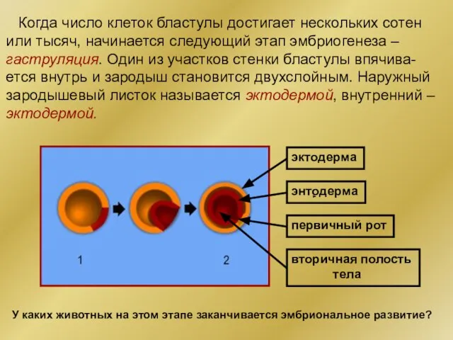 Когда число клеток бластулы достигает нескольких сотен или тысяч, начинается следующий этап