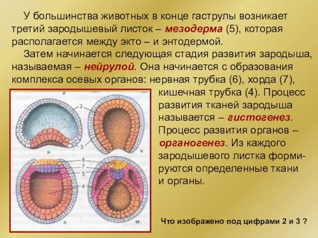 У большинства животных в конце гаструлы возникает третий зародышевый листок – мезодерма