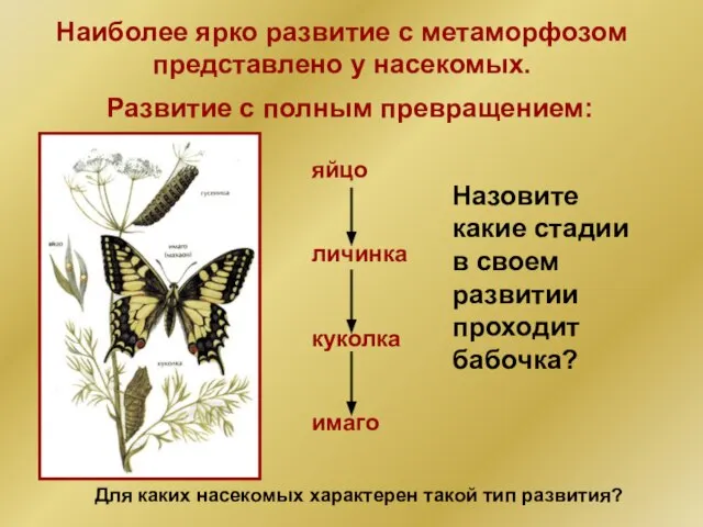 Наиболее ярко развитие с метаморфозом представлено у насекомых. Развитие с полным превращением: