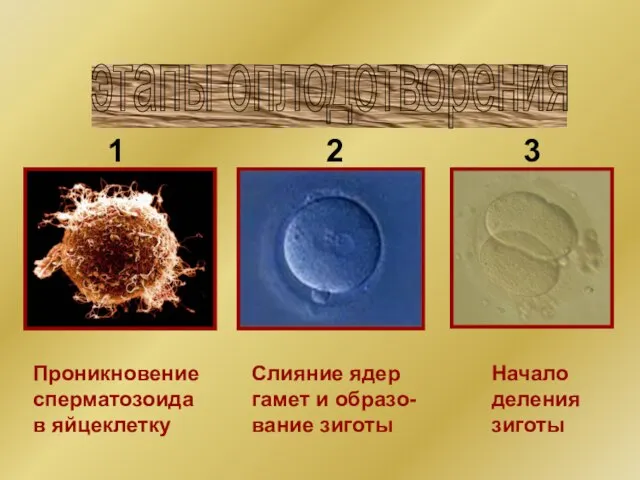 Проникновение сперматозоида в яйцеклетку Слияние ядер гамет и образо- вание зиготы Начало