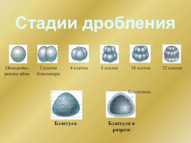 Стадии дробления Оплодотво-ренное яйцо 2 клетки бластомера 4 клетки 8 клеток 16