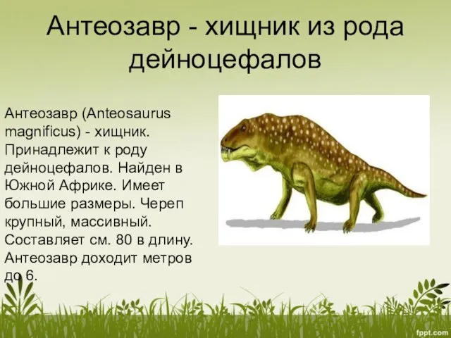 Антеозавр - хищник из рода дейноцефалов Антеозавр (Anteosaurus magnificus) - хищник. Принадлежит