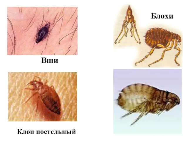 Вши Блохи Клоп постельный