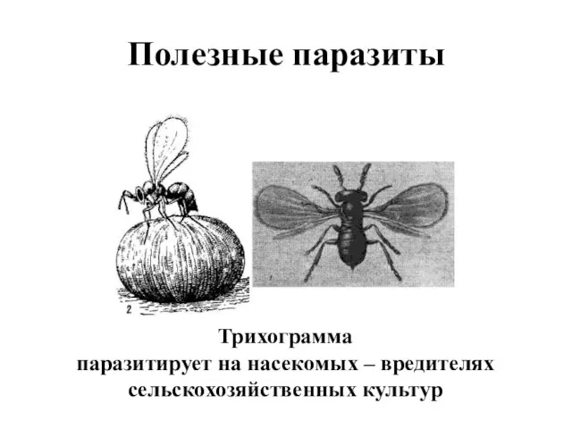 Полезные паразиты Трихограмма паразитирует на насекомых – вредителях сельскохозяйственных культур