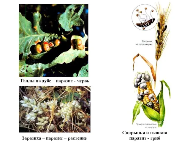 Галлы на дубе – паразит - червь Заразиха – паразит – растение