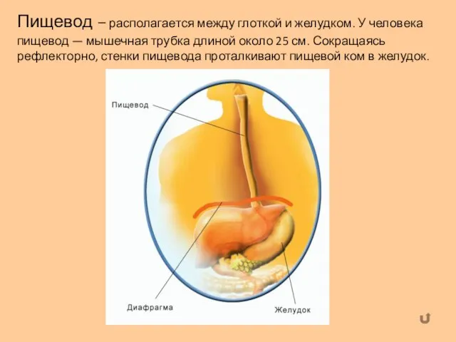 Пищевод – располагается между глоткой и желудком. У человека пищевод — мышечная