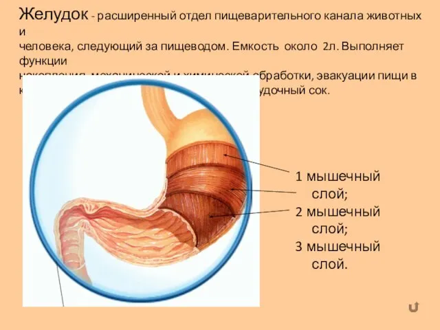 Желудок - расширенный отдел пищеварительного канала животных и человека, следующий за пищеводом.