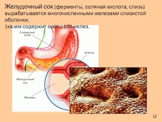 Желудочный сок (ферменты, соляная кислота, слизь) вырабатывается многочисленными железами слизистой оболочки. 1кв.мм содержит около 100 желез.