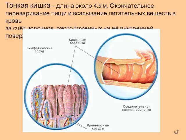 Тонкая кишка – длина около 4,5 м. Окончательное переваривание пищи и всасывание