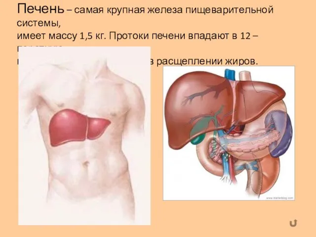 Печень – самая крупная железа пищеварительной системы, имеет массу 1,5 кг. Протоки