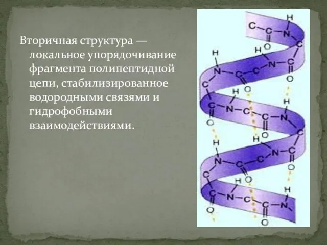 Вторичная структура — локальное упорядочивание фрагмента полипептидной цепи, стабилизированное водородными связями и гидрофобными взаимодействиями.