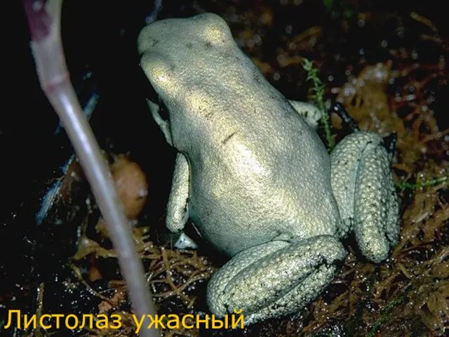 Листолаз ужасный