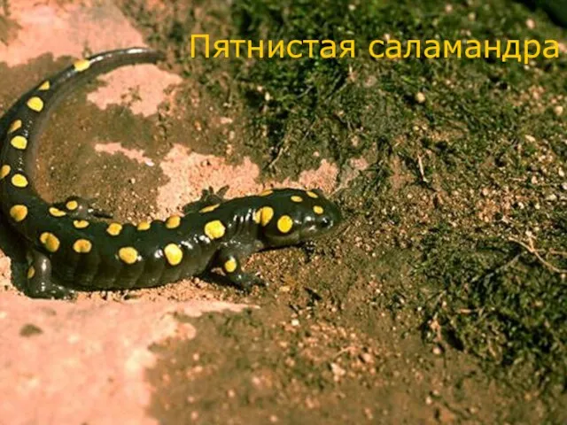 Пятнистая саламандра