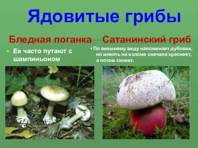 Бледная поганка Ее часто путают с шампиньоном Сатанинский гриб По внешнему виду