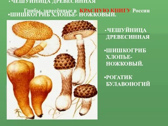 ЧЕШУЙНИЦА ДРЕВЕСИННАЯ ШИШКОГРИБ ХЛОПЬЕ- НОЖКОВЫЙ. РОГАТИК БУЛАВОНОГИЙ ЧЕШУЙНИЦА ДРЕВЕСИННАЯ ШИШКОГРИБ ХЛОПЬЕ- НОЖКОВЫЙ.