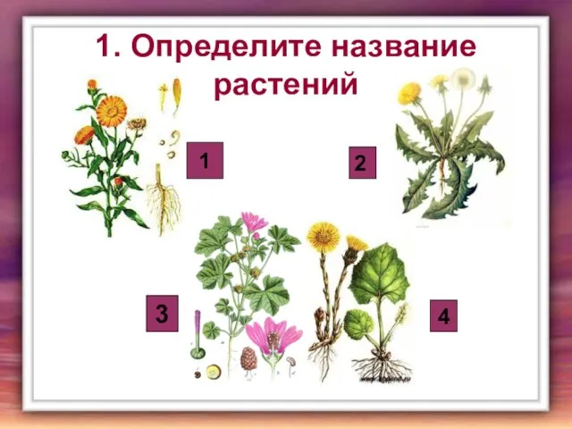 1. Определите название растений 1 2 3 4