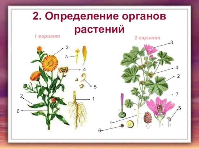 2. Определение органов растений 1 вариант 1 2 3 4 5 6