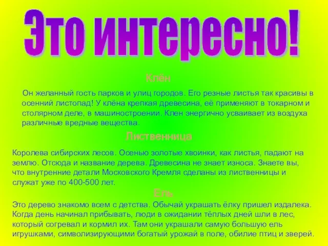 Клён Он желанный гость парков и улиц городов. Его резные листья так