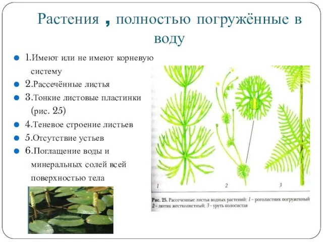 Растения , полностью погружённые в воду 1.Имеют или не имеют корневую систему