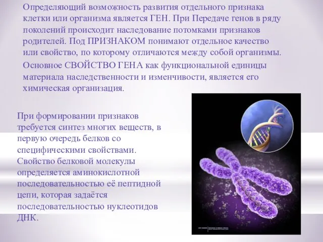 Определяющий возможность развития отдельного признака клетки или организма является ГЕН. При Передаче