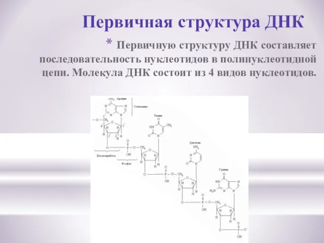 Первичную структуру ДНК составляет последовательность нуклеотидов в полинуклеотидной цепи. Молекула ДНК состоит