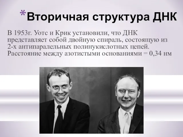 Вторичная структура ДНК В 1953г. Уотс и Крик установили, что ДНК представляет