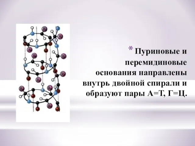 Пуриновые и перемидиновые основания направлены внутрь двойной спирали и образуют пары А=Т, Г=Ц.