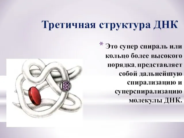 Это супер спираль или кольцо более высокого порядка, представляет собой дальнейшую спирализацию