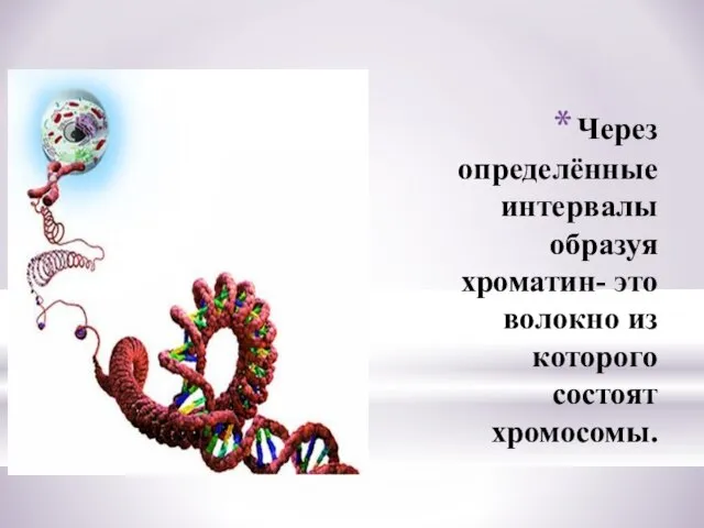 Через определённые интервалы образуя хроматин- это волокно из которого состоят хромосомы.