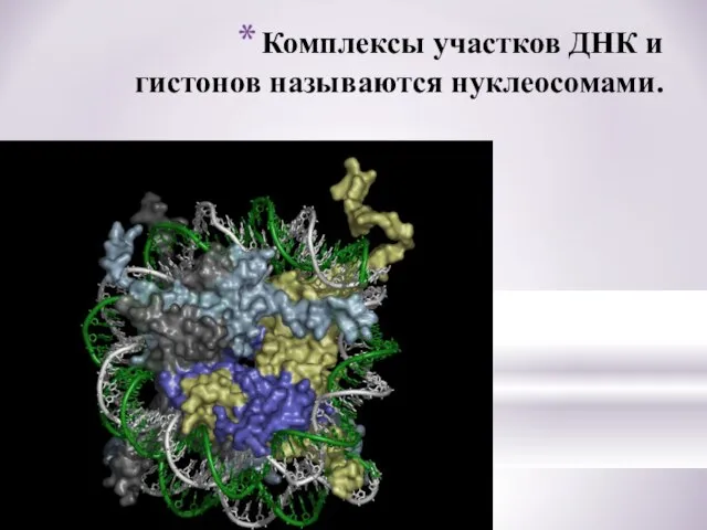 Комплексы участков ДНК и гистонов называются нуклеосомами.