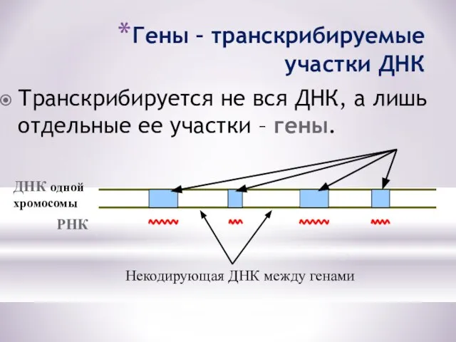 Гены – транскрибируемые участки ДНК Транскрибируется не вся ДНК, а лишь отдельные