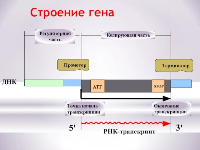 Строение гена Кодирующая часть АТГ STOP ДНК РНК-транскрипт Промотор Терминатор Точка начала