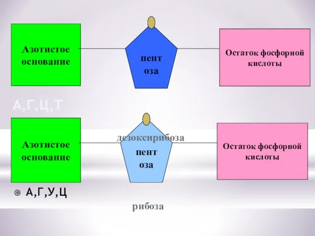 Азотистое основание Остаток фосфорной кислоты пентоза Азотистое основание пентоза Остаток фосфорной кислоты А,Г,У,Ц А,Г,Ц,Т дезоксирибоза рибоза
