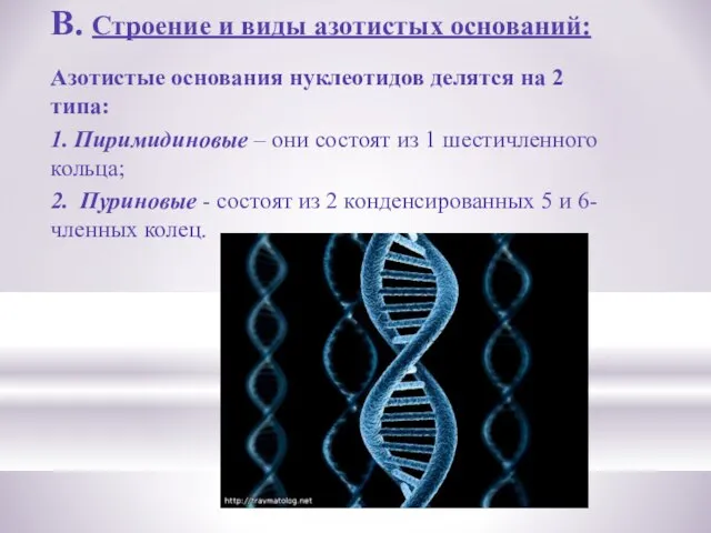 В. Строение и виды азотистых оснований: Азотистые основания нуклеотидов делятся на 2