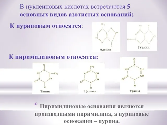 Пиримидиновые основания являются производными пиримидина, а пуриновые основания – пурина. В нуклеиновых