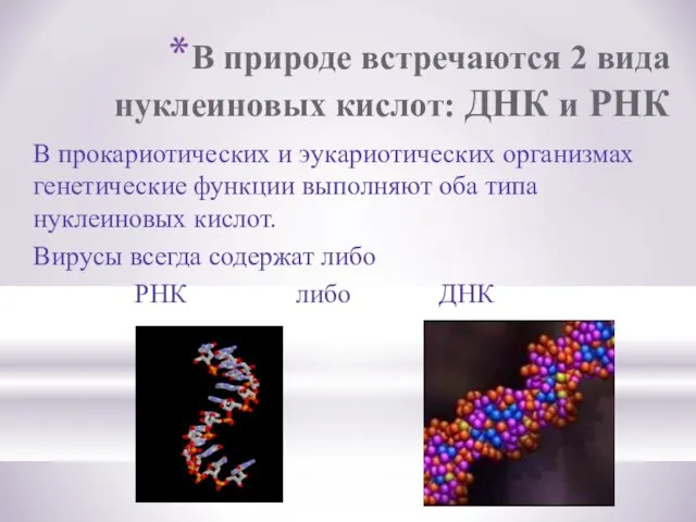 В природе встречаются 2 вида нуклеиновых кислот: ДНК и РНК В прокариотических