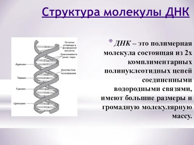 ДНК – это полимерная молекула состоящая из 2х комплиментарных полинуклеотидных цепей соединенными