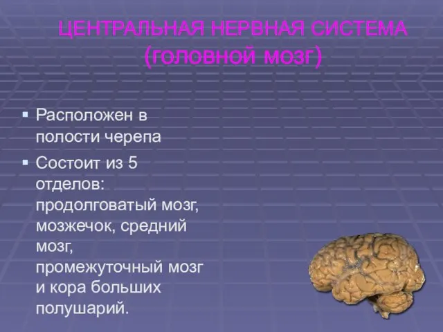 ЦЕНТРАЛЬНАЯ НЕРВНАЯ СИСТЕМА (головной мозг) Расположен в полости черепа Состоит из 5