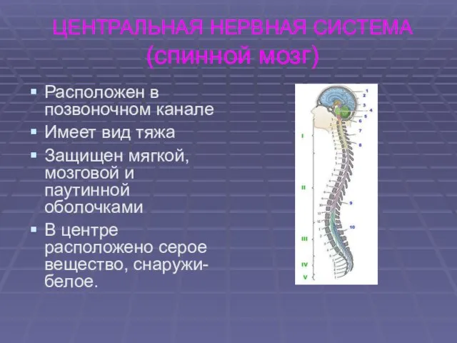 ЦЕНТРАЛЬНАЯ НЕРВНАЯ СИСТЕМА (спинной мозг) Расположен в позвоночном канале Имеет вид тяжа