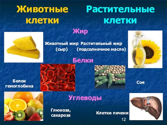 Животные клетки Растительные клетки Жир Растительный жир (подсолнечное масло) Животный жир (сыр)