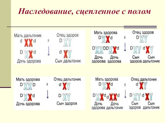 Наследование, сцепленное с полом