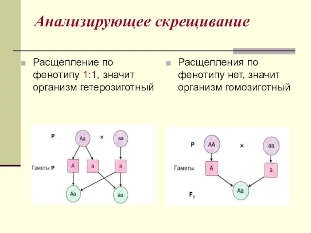 Анализирующее скрещивание Расщепление по фенотипу 1:1, значит организм гетерозиготный Расщепления по фенотипу нет, значит организм гомозиготный