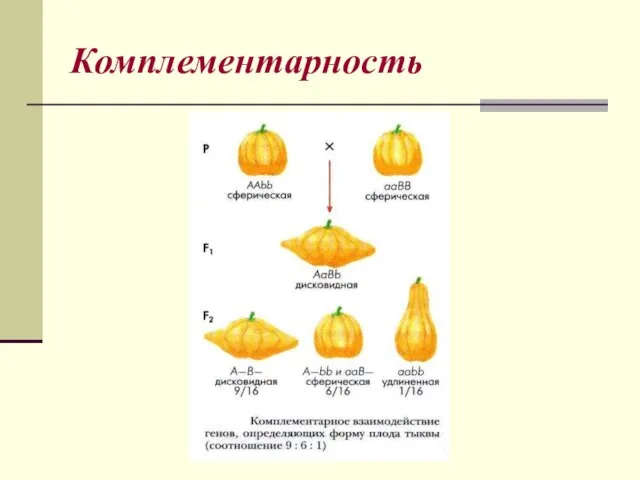 Комплементарность