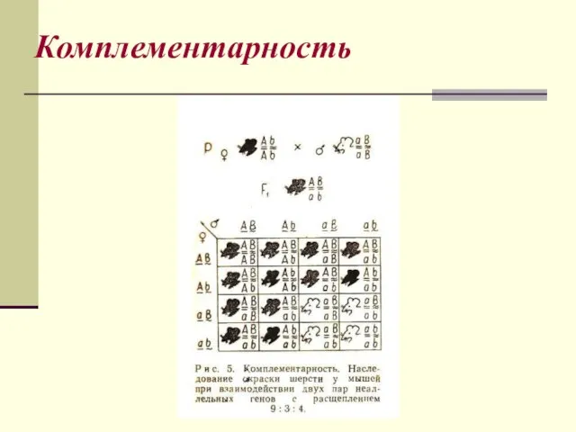 Комплементарность