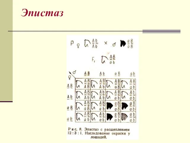 Эпистаз