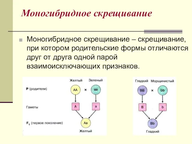 Моногибридное скрещивание Моногибридное скрещивание – скрещивание, при котором родительские формы отличаются друг